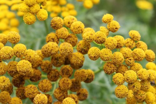 Tansy, Papartis, Gėlė, Gamta, Augalas, Uždaryti, Flora, Žiedas, Žydėti, Sodas, Žydėti, Spalvinga, Vasara, Pieva, Laukinės Gėlės, Laukas, Geltona, Laukiniai, Spinduliai, Šviesa