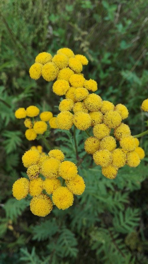 Tansy, Gėlės, Gamta