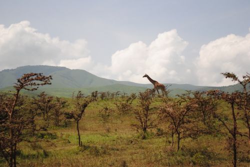 Tanzanija, Žirafa, Savanna, Afrika, Rezervas, Kelionė, Gyvūnas, Safari, Laukiniai, Laukinė Gamta, Serengeti