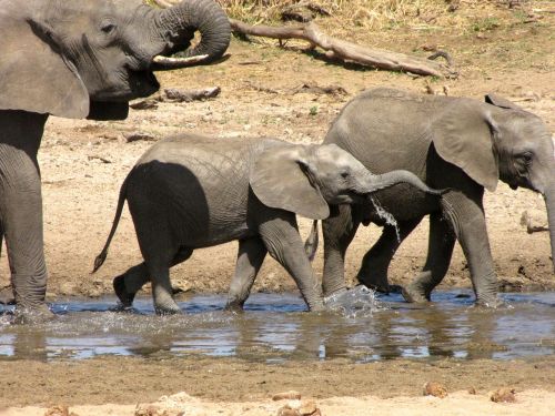 Tanzanija, Safari, Dramblys, Afrika, Tarangire, Dideli Penki, Nacionalinis Parkas
