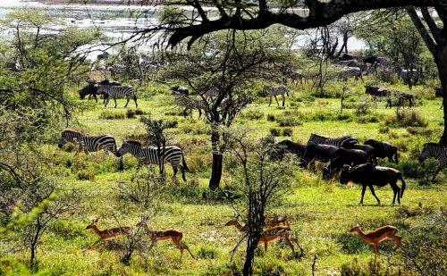 Tanzanija, Afrika, Gyvūnas, Laukinė Gamta, Safari, Gamta, Rezervas, Laukiniai, Kelionė, Natūralus, Dykuma