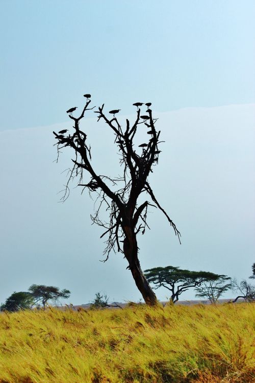 Tanzanija, Afrika, Safari, Serengeti, Gamtos Serengetis, Laukinė Gamta