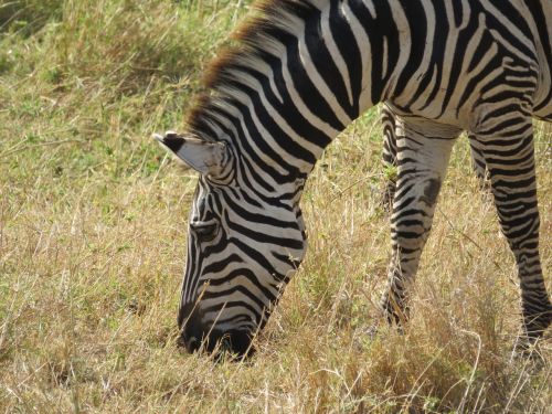 Tanzanija, Gyvūnai, Gamta, Zebra