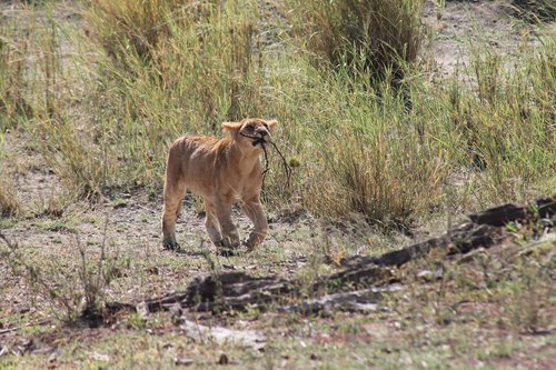 Tanzania,  Liūtas,  Nacionalinis Parkas
