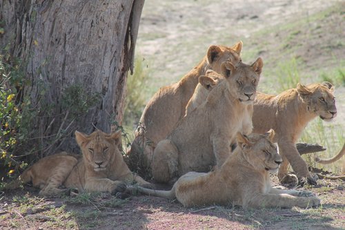 Tanzania,  Pasididžiavimas Liūtų,  Savannah