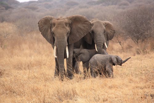 Tanzania,  Gyvūnai,  Dramblys