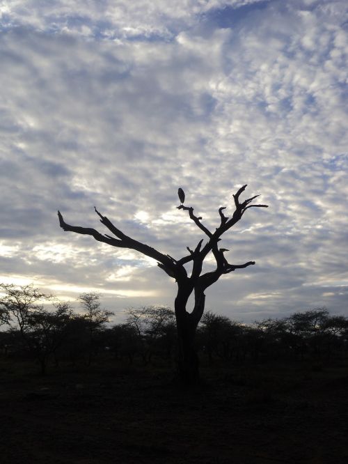 Tanzanija, Safari, Serengeti, Šikšnosparniai, Mediena, Dangus, Saulėtekis, Savana