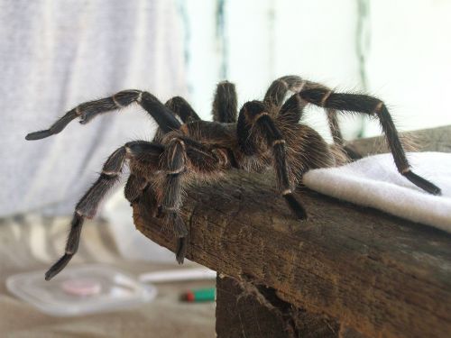 Tarantula, Voras, Plaukuotas, Arachnofobija, Pietų Amerika