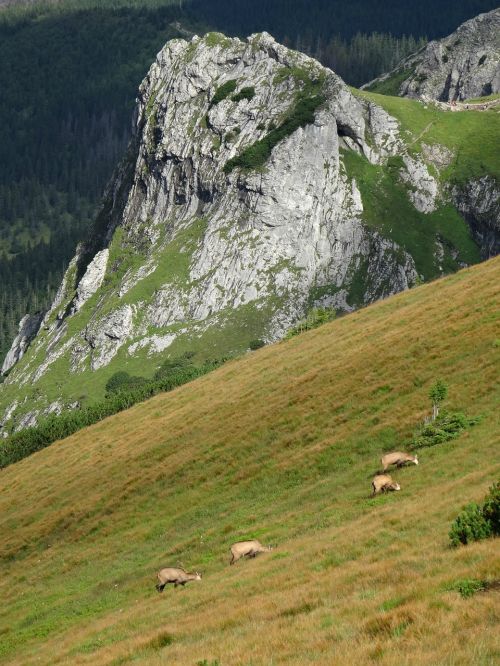 Tatry, Kalnai, Kraštovaizdis, Zomšys, Gamta