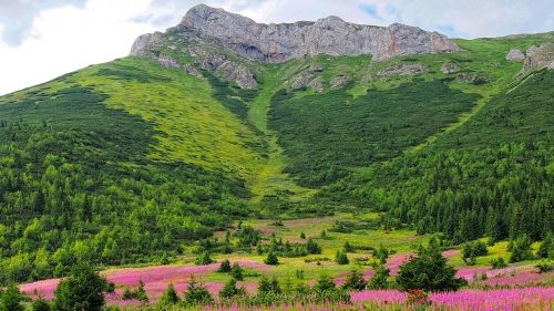 Tatry, Slovakų Tatras, Slovakija, Gamta, Kalnai, Viršuje, Vaizdas Iš Viršaus, Akmenys, Kraštovaizdis, Vaizdas, Gėlės, Orchidėja, Medis, Žygių Takas, Didelis Vaizdas
