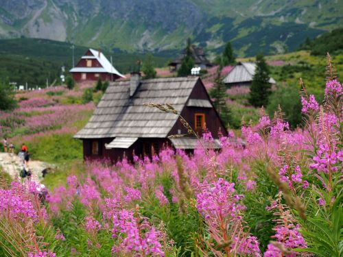 Tatry, Hala Gąsienicowa, Nacionalinis Parkas, Gamta, Aukštas Tatras, Lenkų Tatros, Kraštovaizdis, Jaunimas, Kalnų Galia, Žygių Takas, Kalninė Pušis, Lenkija, Kalnai