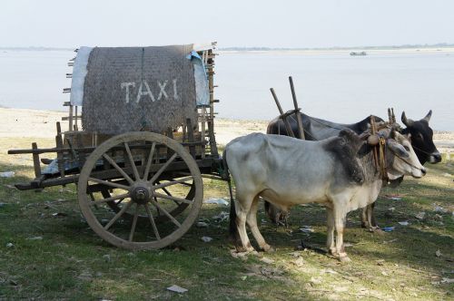 Taksi, Galvijai, Krepšelis, Turistai, Transportas, Mianmaras