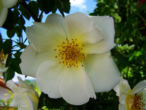 Arbatos Rožė, Baltos Rožės, Rožių Krūmas, Pavasaris