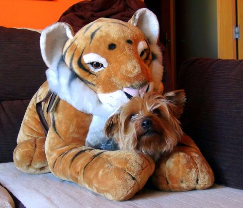 Teddy, Tigras, Naminis Gyvūnėlis, Šuo, Draugas, Žavinga, Atrodo, Kalė, Šunų Lenktynės, Mylėti, Elegantiškas, Poilsis