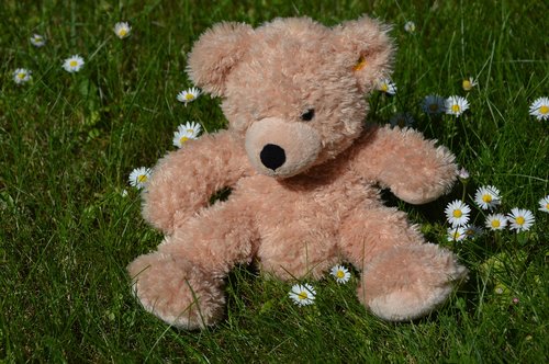 Teddy,  Gėlių Pieva,  Vasara