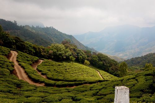 Tee, Indija, Munnar, Kalnai, Highlands, Žalias, Ghats