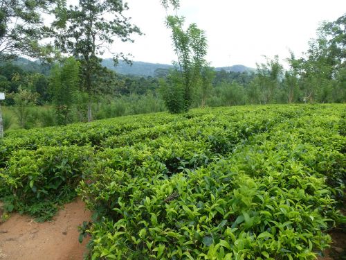 Tee, Arbatos Plantacija, Šri Lanka