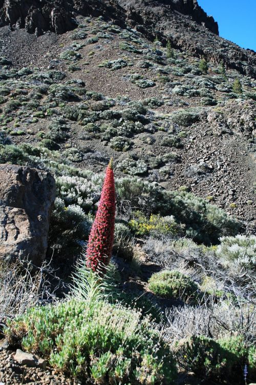Teide Nacionalinis Parkas, Tajinaste Rojo, Raudonos Gėlės, Tenerifė, Nacionalinis Parkas, Kanarų Salos, Nacionalinis Parkas Teide, Teide, Tajinaste