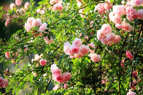 Gėlės,  Žydi,  Rožės,  Rožinis,  Šviesa,  Švelnus Rožinis Rambling Rose