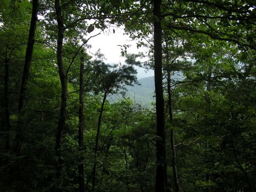 Tennessee Kalnai, Medžiai, Lauke, Lauke, Gamta, Augalai, Vaizdingas, Peizažas