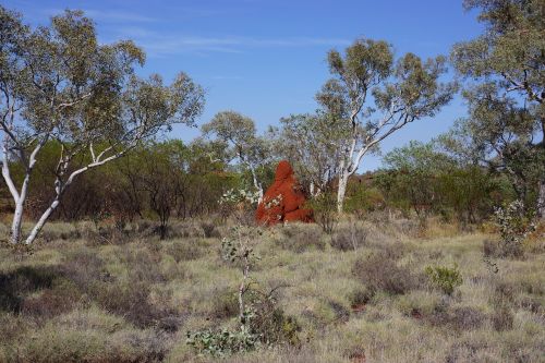 Termittenhuegel, Australia, Outback, Kraštovaizdis, Gamtos Atrakcija, Vakarų Australija