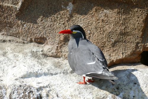 Ternas, Inca Tern, Pietų Amerika, Zoologijos Sodas, Gyvūnas, Paukštis