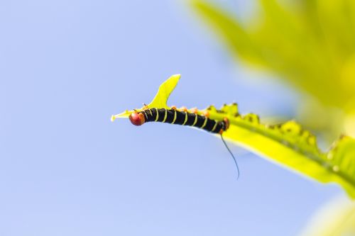Tetrio Sphinx Caterpillar, Belizas, Ruduo, Tg Fotografija