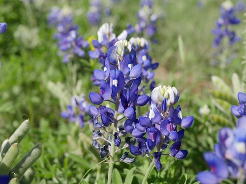 Texas Bluebonnet,  Gėlė,  Žydi,  Gėlių,  Pavasaris,  Wildflower