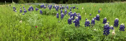 Bluebonnets,  Texas,  Gėlės,  Texas Bluebonnets
