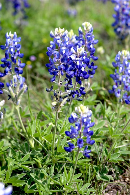 Bluebonnet,  Gėlės,  Texas,  Valstybės & Nbsp,  Gėlės,  Texas Bluebonnets