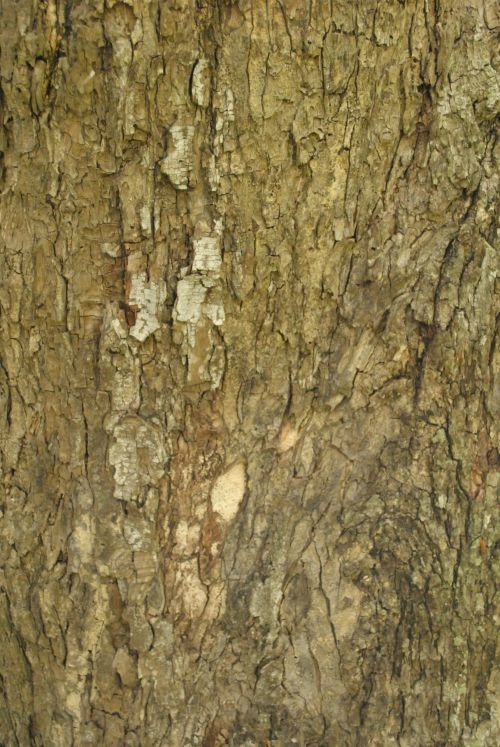 Medis,  Žievė & Nbsp,  Tekstūra,  Gamta,  Medžio Tekstūra