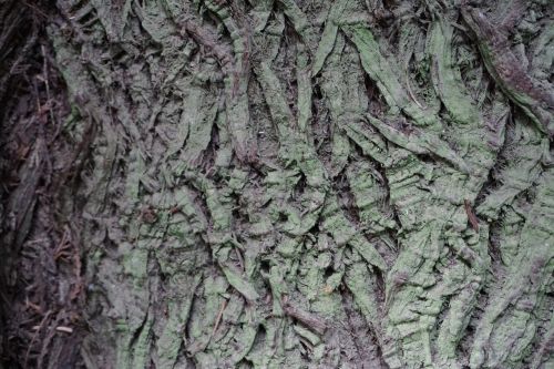 Medžio Žievė, Tekstūra, Katedros Giraitė, Victoria Bc, Gamta