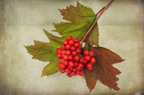 Tekstūros, Gamta, Viburnum Opulus, Ruduo, Uogos, Uosis Krūmas, Dekoratyvinis