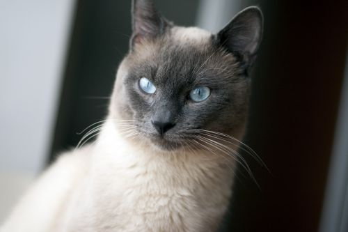 Tai Katė, Katė, Mėlynos Akys, Naminis Gyvūnėlis