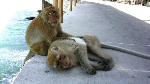 Tailandas, Pattaya, Koh Larn, Beždžionė, Vienuoliai