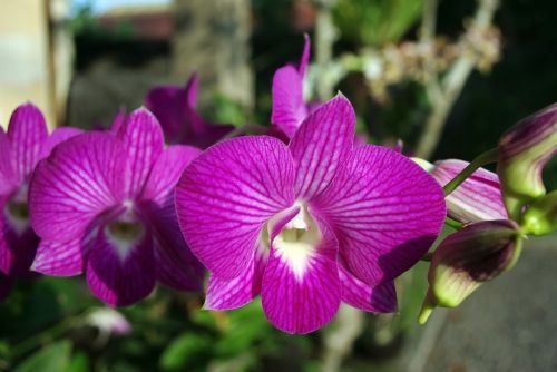Tailandas, Orchidėja, Gėlė, Violetinė, Egzotiškas, Laukinė Orchidėja, Purpurinė Gėlė, Augalas, Botanika