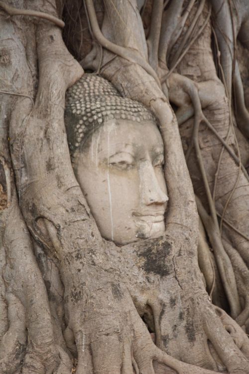 Tailandas, Ayutthaya, Budos Galvą