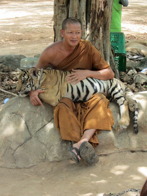 Tailandas, Vienuolis, Budizmas, Šventykla, Tradicinis, Religinis, Tigras, Tigertemple