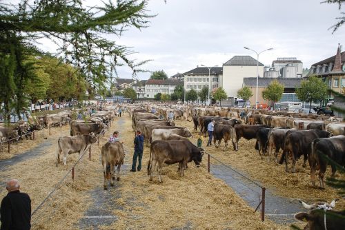 Galvijų Rinka, Karvė, Appenzell, Šveicarija