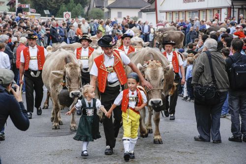Galvijų Rinka, Karvė, Appenzell, Šveicarija, Tradicijoje