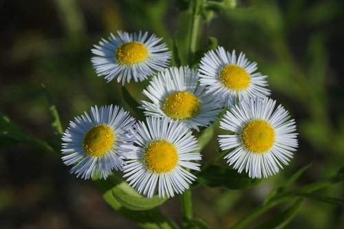 Šuo Pirmą Mirė,  Wildflower,  Balta Gėlė,  Gėlės,  Pobūdį,  Augalai,  Gėlė