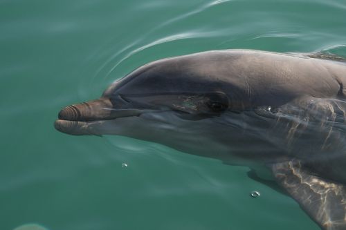 Delfinas, Jūra, Vanduo
