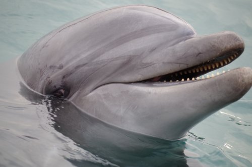 Delfinų,  Plaukimo,  Jūra