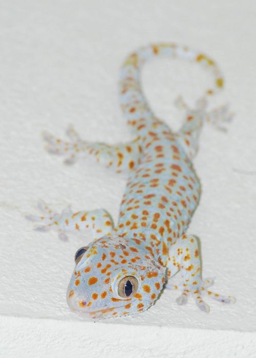 Gecko, Driežas, Tailandas, Ropliai
