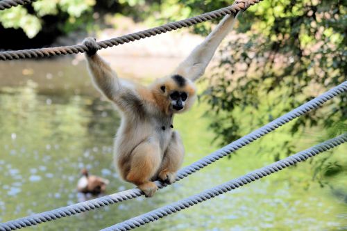 Beždžionė,  Ape,  Laukinė Gamta,  Gibbon,  Gibbon