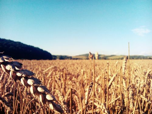 Grūdai, Miežiai, Vasara