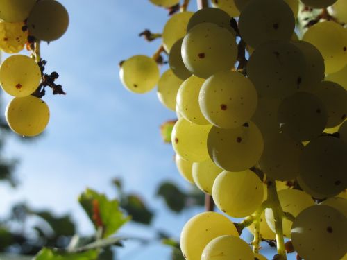 Vynuogės, Vynuogių, Žaliosios Vynuogės, Vaisiai, Gamta, Skanus, Vitaminas, Sveikata