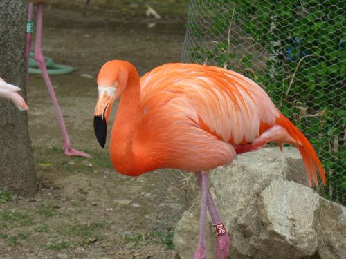 Didesnis Flamingas, Gamta, Zoologijos Sodas, Gyvūnai