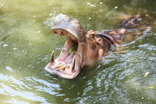 Hippo, Kita, Gerklės Skausmas, Delikatesas, Tailandas, Dantų Galva, Plaukai, Didelis, Eik, Kalba, Vanduo, Badas, Pėdos, Maistas, Didelis, Snukis, Šnervė