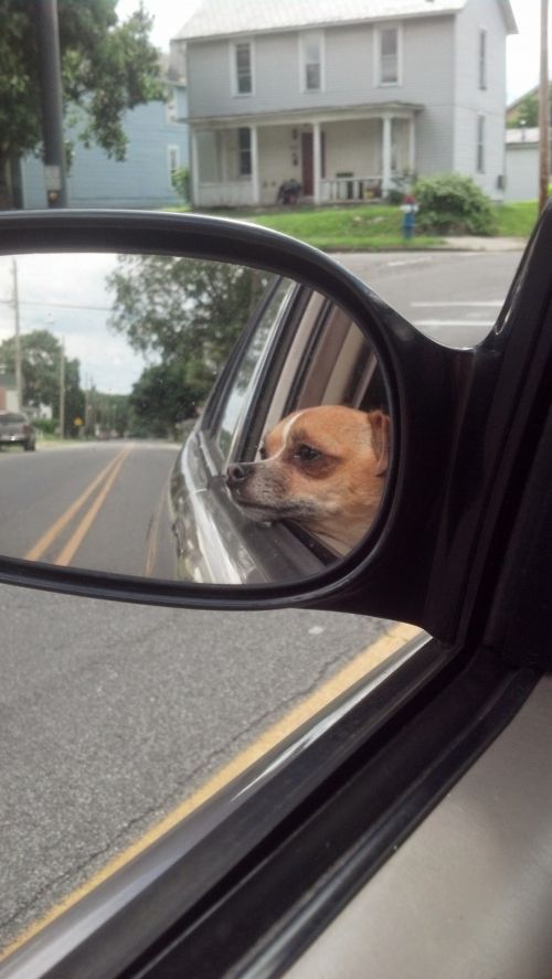 Šuo,  Chihuahua,  Automobilis,  Važiuoti,  Įkyręs Keleivis